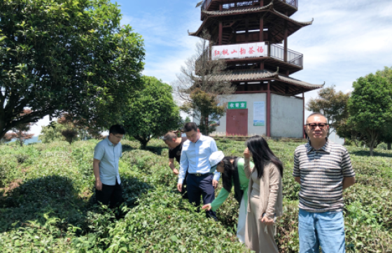 气象赋能茶产业！"黔小丰" 茶叶专版首个试点落户清镇红枫山韵茶场