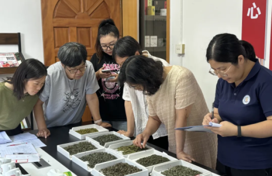 金沙贡茶40份茶样接受感官审评大考